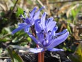 Blue spring flowers in the forest Royalty Free Stock Photo