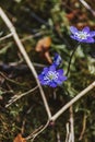 Blue Spring Flowers in a Forest Royalty Free Stock Photo