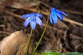 Blue spring flowers in forest Royalty Free Stock Photo