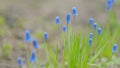 Blue spring flowers grape hyacinth. Muscari flowers or muscari armeniacum and grape hyacinths spring flowers. Pan.