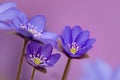 blue spring flowers Hepatica nobilis light purple background Royalty Free Stock Photo