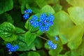 Blue spring flowers. Myosotis sylvatica spring flowering season. Floral background Royalty Free Stock Photo