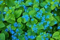 Blue spring flowers. Myosotis sylvatica spring flowering season. Floral background Royalty Free Stock Photo