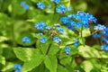 Blue spring flowers. Myosotis sylvatica spring flowering season. Floral background Royalty Free Stock Photo