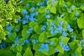 Blue spring flowers. Myosotis sylvatica spring flowering season. Floral background Royalty Free Stock Photo