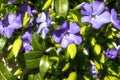 Blue spring flowers of periwinkle with green leaves, background, Royalty Free Stock Photo