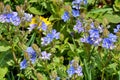 Blue Spring Flowers Royalty Free Stock Photo