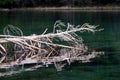 Blue spring lake and old tree stump fallen into water. Royalty Free Stock Photo