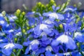 Blue Spring Lobelia Flowers Pattern, Lobelia Sapphire or Edging Lobelia