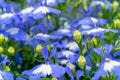 Blue Spring Lobelia Flowers Pattern, Lobelia Sapphire or Edging Lobelia