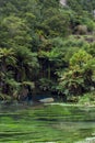 The Blue Spring located at Te Waihou Walkway, New Zealand