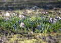 Blue spring primroses on the bare ground