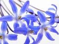 Blue spring scilla