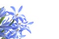 Blue spring scilla Royalty Free Stock Photo