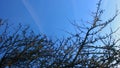 Blue spring sky Black branches of trees. Royalty Free Stock Photo