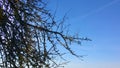 Blue spring sky Black branches of trees. Royalty Free Stock Photo