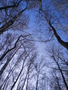 Blue spring sky with leafless tree branches growing upwords, hights concept Royalty Free Stock Photo