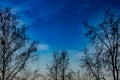 Blue spring sky, trees without leaves yet Royalty Free Stock Photo