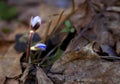 Blue spring snowdrop flower springs in last fall's dry leaves