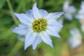 Spring Starflower - Ipheion Uniflorum