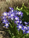 Chionodoxa flowers in bloom Royalty Free Stock Photo