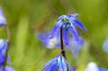 A blue spring tiny flower on a green blurred background .