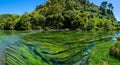 Blue Spring which is located at Te Waihou Walkway,Hamilton New Zealand. Royalty Free Stock Photo