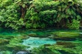 Blue Spring which is located at Te Waihou Walkway,Hamilton New Zealand.