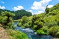 Blue Spring which is located at Te Waihou Walkway,Hamilton New Zealand.