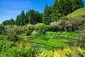 Blue Spring which is located at Te Waihou Walkway,Hamilton New Zealand.