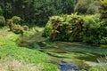 Blue Spring which is located at Te Waihou Walkway,Hamilton New Zealand.