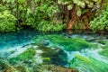 Blue Spring which is located at Te Waihou Walkway,Hamilton New Zealand.