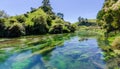 Blue Spring which is located at Te Waihou Walkway,Hamilton New Zealand. Royalty Free Stock Photo