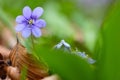 Blue spring wild flower Hepatica nobilis Royalty Free Stock Photo