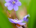 Blue spring wildflower abstract liverleaf or liverwort