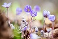 Blue spring wildflower liverleaf or liverwort