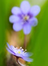 Blue spring wildflower liverleaf or liverwort Hepatica nobilis