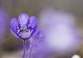 Blue spring wildflower liverleaf or liverwort, Hepatica nobilis Royalty Free Stock Photo