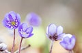 Blue spring wildflower liverleaf or liverwort Hepatica nobilis Royalty Free Stock Photo