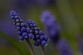 Blue springflowers in a field of grass