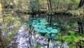 Blue Springs Reserve in Tomasz Mazowiecki Royalty Free Stock Photo