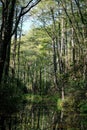 Blue Springs Reserve in Tomasz Mazowiecki