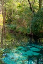Blue Springs Reserve in Tomasz Mazowiecki Royalty Free Stock Photo