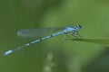 Blue sprite damselfly sitting on a leaf at dusk Royalty Free Stock Photo