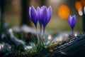 Blue sprouting crocus flowers covered in water droplets in spring. Generative ai illustration. Royalty Free Stock Photo