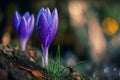 Blue sprouting crocus flowers covered in water droplets in spring. Generative ai illustration. Royalty Free Stock Photo