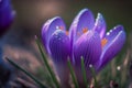 Blue sprouting crocus flowers covered in water droplets in spring. Generative ai illustration. Royalty Free Stock Photo