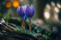 Blue sprouting crocus flowers covered in water droplets in spring. Generative ai illustration. Royalty Free Stock Photo