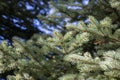 Blue spruce background. Coniferous tree. Nature, Christmas, New Year, seasonal concept.