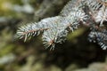 Blue spruce background. Coniferous tree. Nature, Christmas, New Year, seasonal concept.